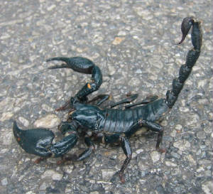 scorpion02b.jpg
